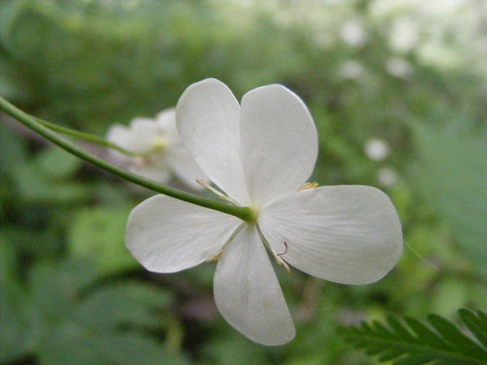 Ranunculus platanifolius / Ranuncolo a foglie di platano
